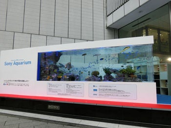 水槽展示の様子