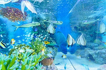 水槽内の魚たち